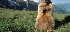 stellamatutina - marmotta