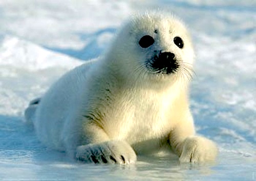 stellamatutina-piccola-di-foca